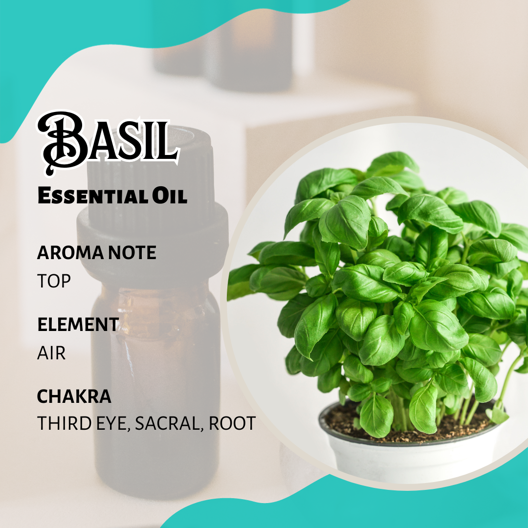 羅勒香薰精油 Basil Essential Oil 10ml