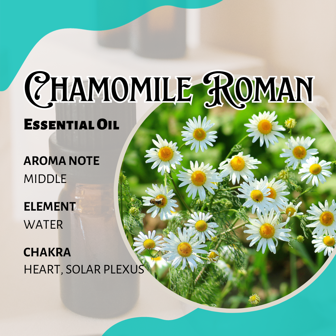 羅馬洋甘菊香薰精油 Chamomile Roman Essential Oil